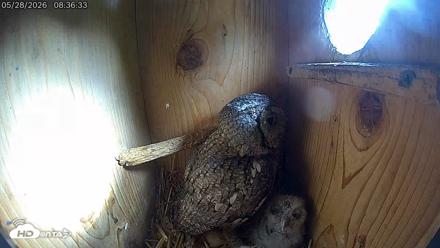 Eastern Screech Owl Live Cam - May 28, 2026, 8:48am CDT