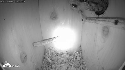Eastern Screech Owl Live Cam - May 17, 2026, 10:43pm CDT