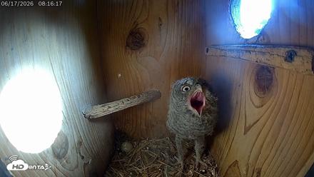 Eastern Screech Owl Live Cam - Jun 17, 2026, 8:21am CDT
