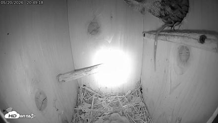 Eastern Screech Owl Live Cam - May 21, 2026, 6:29am CDT