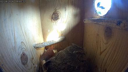 Eastern Screech Owl Live Cam - Feb 24, 2026, 1:37pm CST