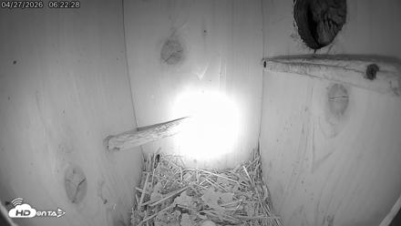 Eastern Screech Owl Live Cam - Apr 27, 2026, 6:25am CDT