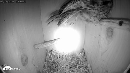 Eastern Screech Owl Live Cam - May 17, 2026, 3:52am CDT