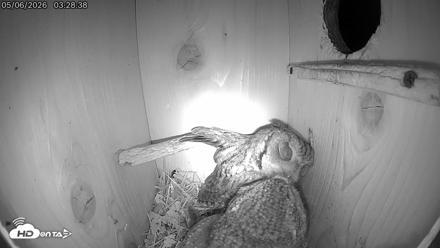Eastern Screech Owl Live Cam - May 6, 2026, 4:28am CDT