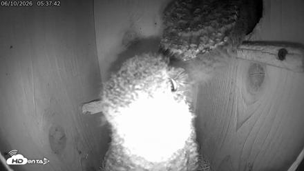 Eastern Screech Owl Live Cam - Jun 10, 2026, 5:38am CDT