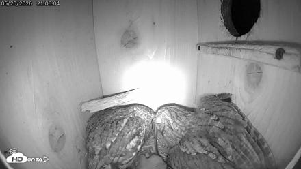 Eastern Screech Owl Live Cam - May 21, 2026, 6:50am CDT