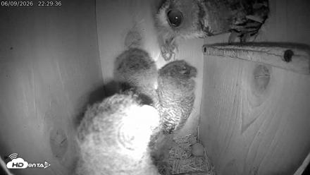 Eastern Screech Owl Live Cam - Jun 10, 2026, 12:00am CDT