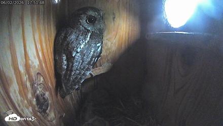 Eastern Screech Owl Live Cam - Jun 2, 2026, 6:16pm CDT