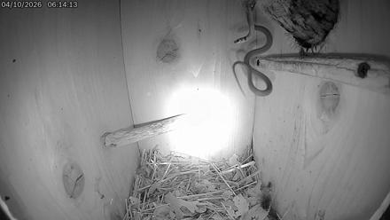 Eastern Screech Owl Live Cam - Apr 10, 2026, 9:47am CDT