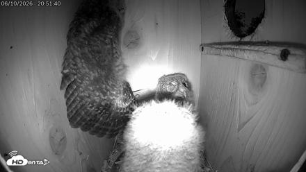 Eastern Screech Owl Live Cam - Jun 11, 2026, 12:11am CDT