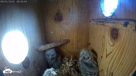 Eastern Screech Owl Live Cam - Jun 1, 2026, 1:05pm CDT
