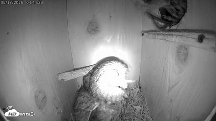 Eastern Screech Owl Live Cam - May 17, 2026, 8:52am CDT