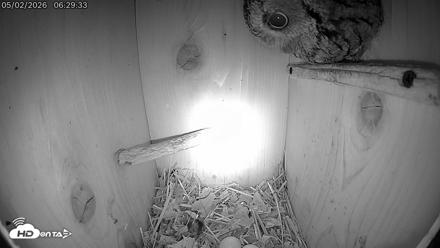 Eastern Screech Owl Live Cam - May 2, 2026, 6:30am CDT