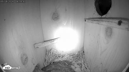 Eastern Screech Owl Live Cam - May 18, 2026, 6:10am CDT