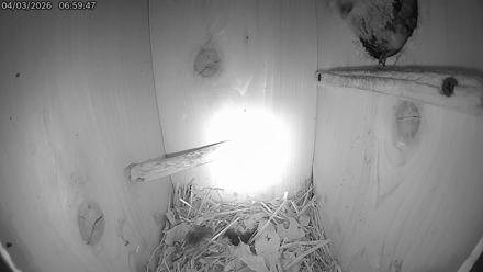Eastern Screech Owl Live Cam - Apr 3, 2026, 9:17am CDT