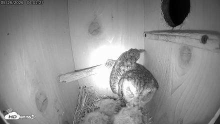 Eastern Screech Owl Live Cam - May 26, 2026, 4:05am CDT