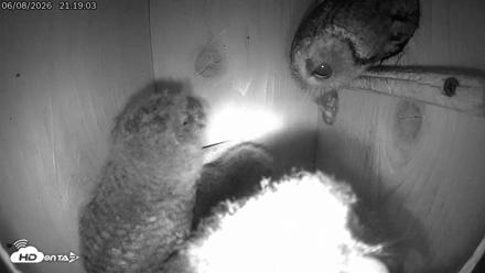Eastern Screech Owl Live Cam - Jun 8, 2026, 11:57pm CDT