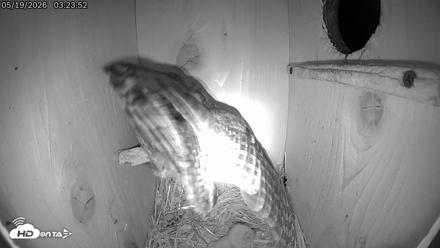 Eastern Screech Owl Live Cam - May 19, 2026, 3:27am CDT