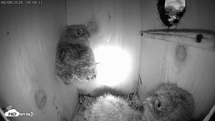 Eastern Screech Owl Live Cam - Jun 8, 2026, 6:42am CDT