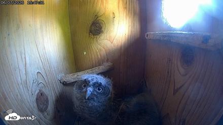 Eastern Screech Owl Live Cam - Jun 7, 2026, 3:48pm CDT
