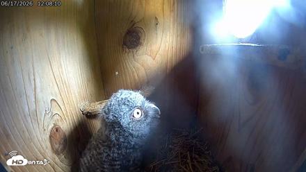 Eastern Screech Owl Live Cam - Jun 17, 2026, 12:16pm CDT