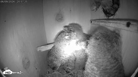 Eastern Screech Owl Live Cam - Jun 9, 2026, 11:27pm CDT