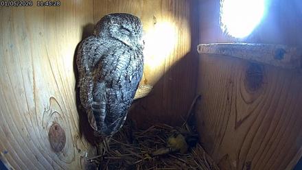 Eastern Screech Owl Live Cam - Jan 5, 2026, 9:44pm CST