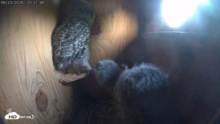 Eastern Screech Owl Live Cam - Jun 11, 2026, 12:02am CDT