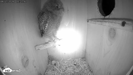 Eastern Screech Owl Live Cam - Jun 17, 2026, 7:37am CDT