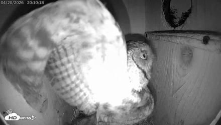 Eastern Screech Owl Live Cam - Apr 20, 2026, 8:27pm CDT