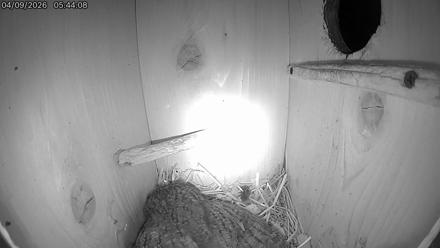 Eastern Screech Owl Live Cam - Apr 9, 2026, 9:48am CDT