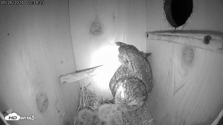 Eastern Screech Owl Live Cam - May 26, 2026, 3:52am CDT