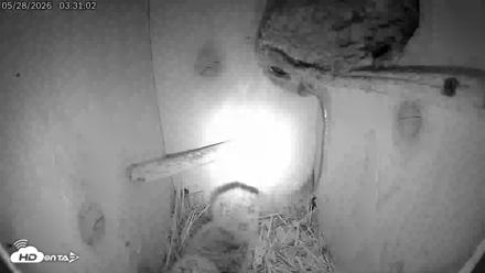 Eastern Screech Owl Live Cam - May 28, 2026, 8:12am CDT