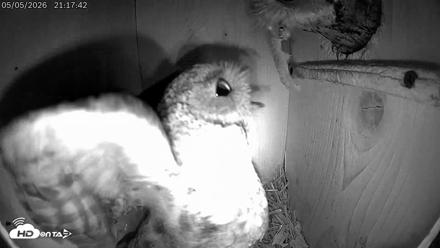 Eastern Screech Owl Live Cam - May 6, 2026, 12:12am CDT