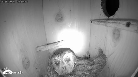 Eastern Screech Owl Live Cam - May 18, 2026, 5:20am CDT