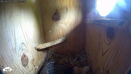 Eastern Screech Owl Live Cam - May 18, 2026, 11:36am CDT