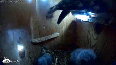 Eastern Screech Owl Live Cam - Jun 1, 2026, 12:36pm CDT