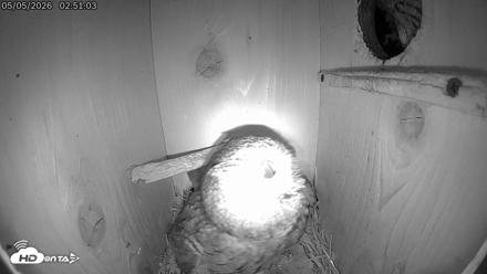 Eastern Screech Owl Live Cam - May 5, 2026, 7:27am CDT