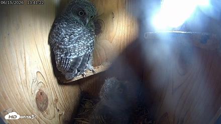 Eastern Screech Owl Live Cam - Jun 15, 2026, 5:56pm CDT