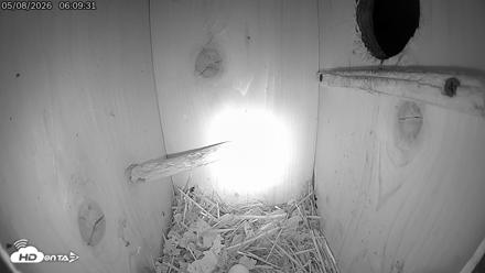Eastern Screech Owl Live Cam - May 8, 2026, 6:11am CDT