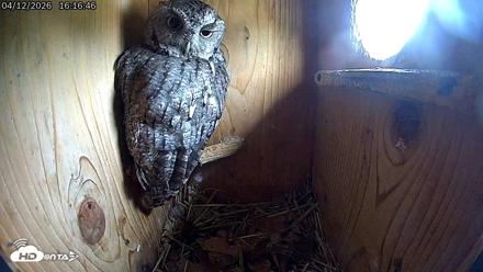 Eastern Screech Owl Live Cam - Apr 12, 2026, 4:19pm CDT