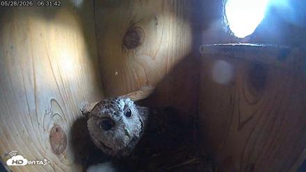 Eastern Screech Owl Live Cam - May 28, 2026, 6:36am CDT
