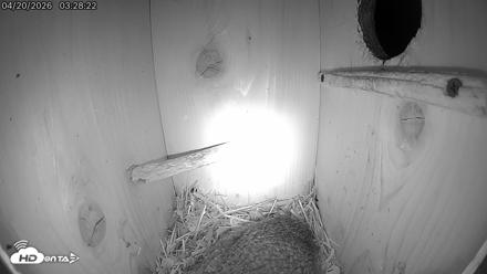 Eastern Screech Owl Live Cam - Apr 20, 2026, 3:31am CDT