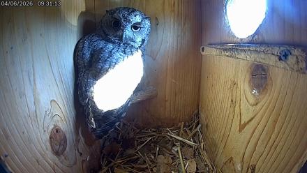 Eastern Screech Owl Live Cam - Apr 6, 2026, 9:34am CDT