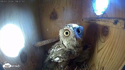Eastern Screech Owl Live Cam - Jun 1, 2026, 12:33pm CDT