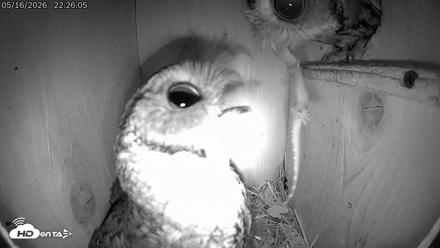Eastern Screech Owl Live Cam - May 17, 2026, 7:34am CDT