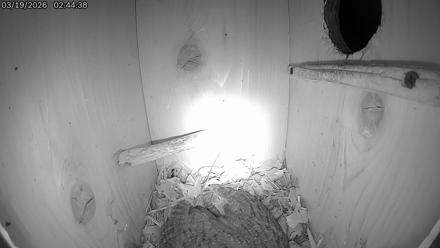 Eastern Screech Owl Live Cam - Mar 19, 2026, 5:47am CDT