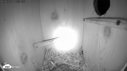 Eastern Screech Owl Live Cam - May 17, 2026, 7:37am CDT
