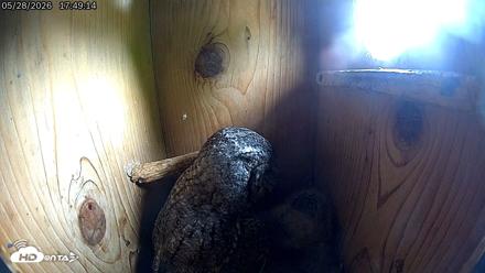 Eastern Screech Owl Live Cam - May 28, 2026, 5:52pm CDT