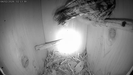 Eastern Screech Owl Live Cam - Apr 2, 2026, 6:34am CDT